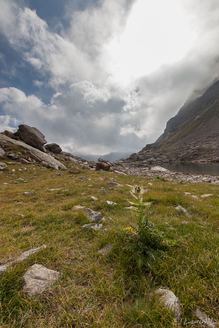 Le chardon  |  1/400 s à f/8,0 - 100 ISO - 15 mm  |  02/09/2016 - 16:07  |  44°6'49" N 7°24'22" E  |  2537 m