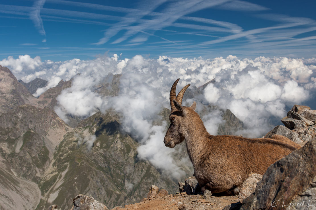 Repos du bouquetin au sommet du Gélas  |  1/125 s à f/7,1 - 100 ISO - 35 mm  |  15/08/2016 - 11:39  |  44°7'22" N 7°23'3" E  |  3143 m