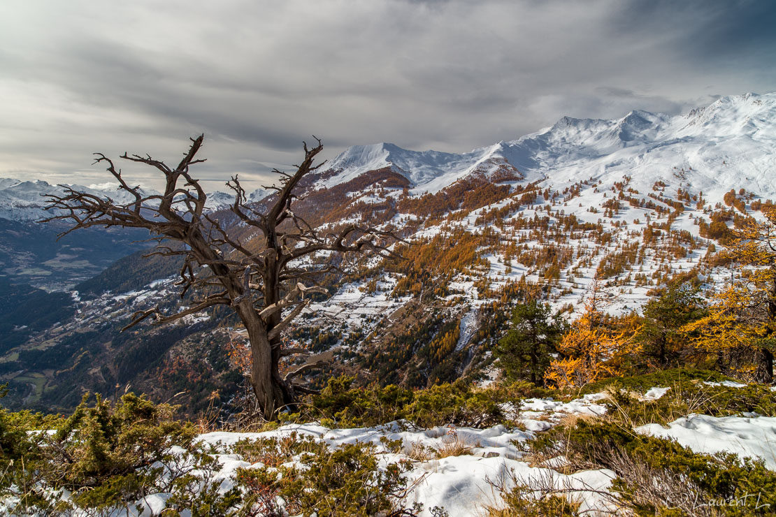 Le mélèze foudroyé  |  1/40 s à f/9,0 - 100 ISO - 21 mm  |  28/10/2011 - 12:04  |  44°28'8" N 6°44'23" E  |  1973 m