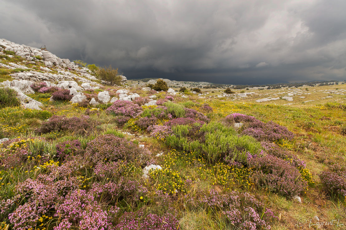 Avant l'orage  |  1/100 s à f/9,0 - 100 ISO - 15 mm  |  25/05/2015 - 14:18  |  43°45'31" N 6°54'56" E  |  1252 m