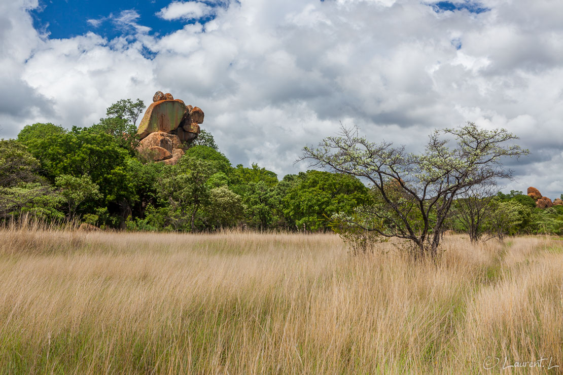L'arbre et le rocher (Matobo National Park)  |  1/160 s à f/8,0 - 100 ISO - 42 mm  |  27/12/2010 - 10:39  |  20°26'53" S 28°30'14" E  |  1346 m