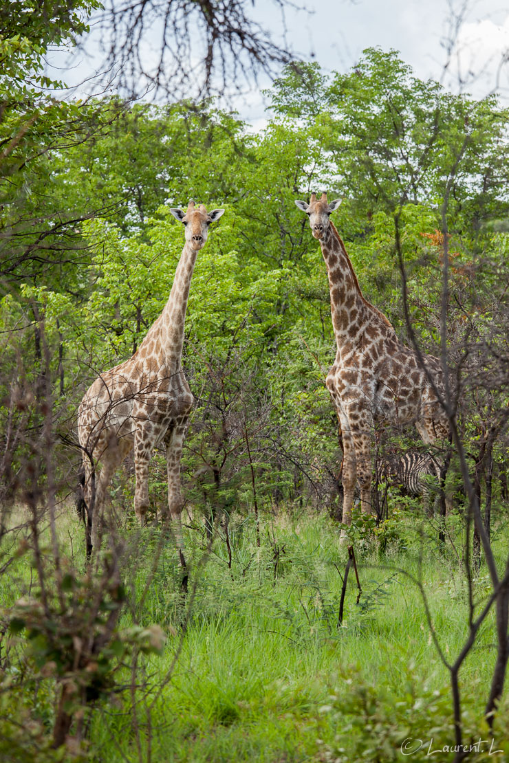 Elégant couple (Matobo National Park)  |  1/250 s à f/6,3 - 400 ISO - 155 mm  |  27/12/2010 - 16:00  |  20°33'43" S 28°26'15" E  |  1238 m