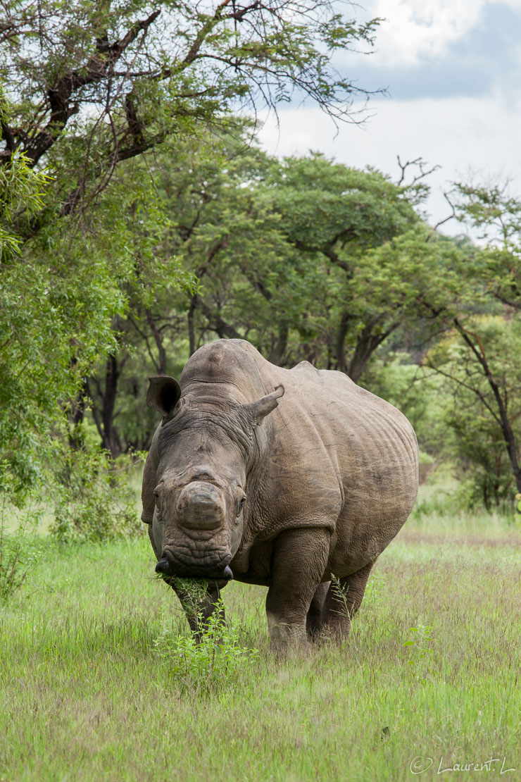 L'imposant rhinocéros blanc (Matobo National Park)  |  1/125 s à f/11 - 400 ISO - 200 mm  |  27/12/2010 - 16:16  |  20°33'59" S 28°26'44" E  |  12454 m