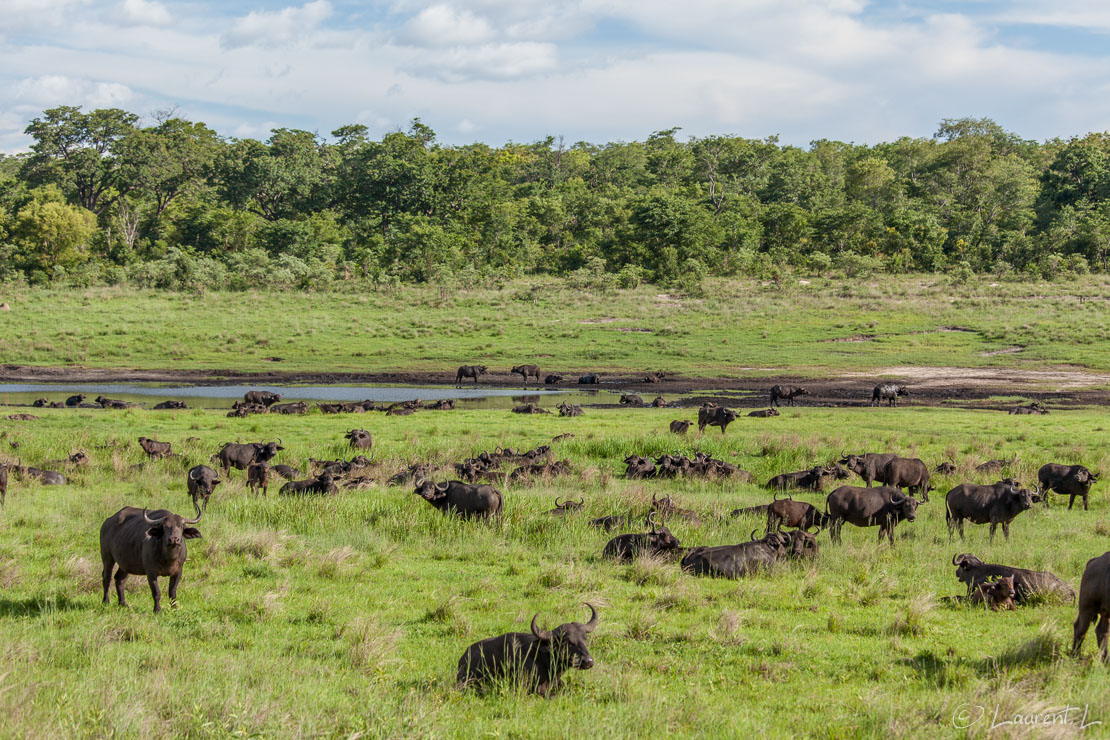 Troupeau de buffles (Hwange National Park)  |  1/500 s à f/4,0 - 100 ISO - 89 mm  |  31/12/2010 - 16:50  |  18°38'30" S 27°4'41" E  |  1057 m