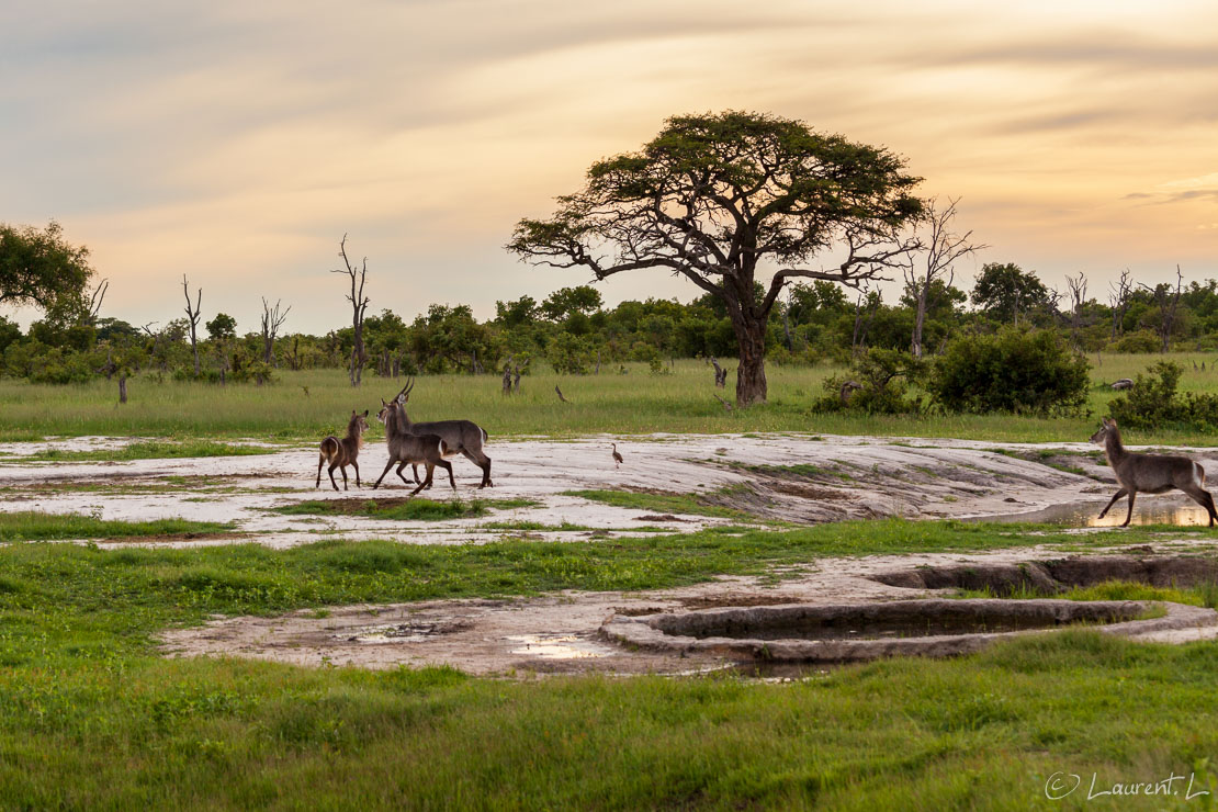 Waterbucks (antilopes) (Hwange National Park)  |  1/640 s à f/5,6 - 200 ISO - 93 mm  |  31/12/2010 - 17:54  |  18°41'25" S 26°57'34" E  |  1057 m