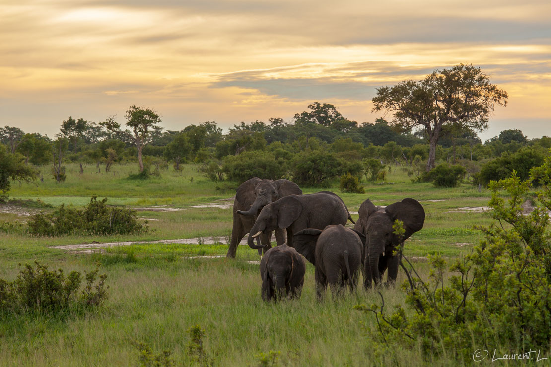 Eléphants au soleil couchant  (Hwange National Park)  |  1/160 s à f/8,0 - 200 ISO - 144 mm  |  31/12/2010 - 17:59  |  18°41'26" S 26°57'27" E  |  1057 m