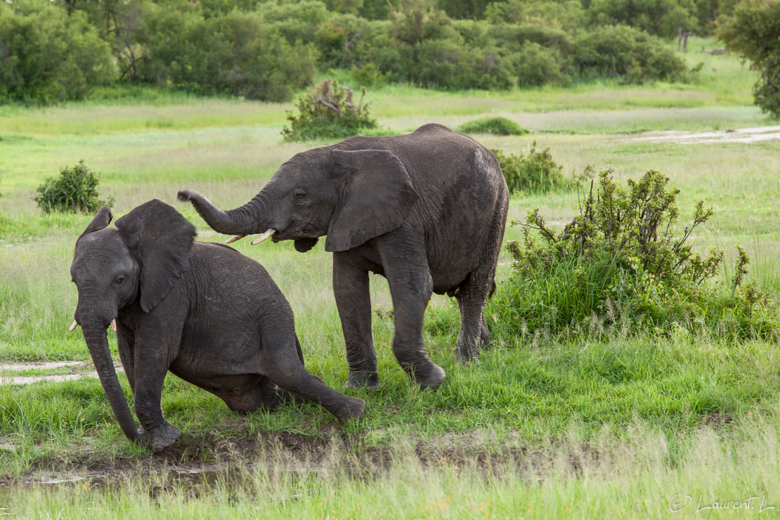 Enfantillages dans la jungle (Hwange National Park)  |  1/50 s à f/8,0 - 200 ISO - 200 mm  |  31/12/2010 - 18:00  |  18°41'26" S 26°57'27" E  |  1057 m