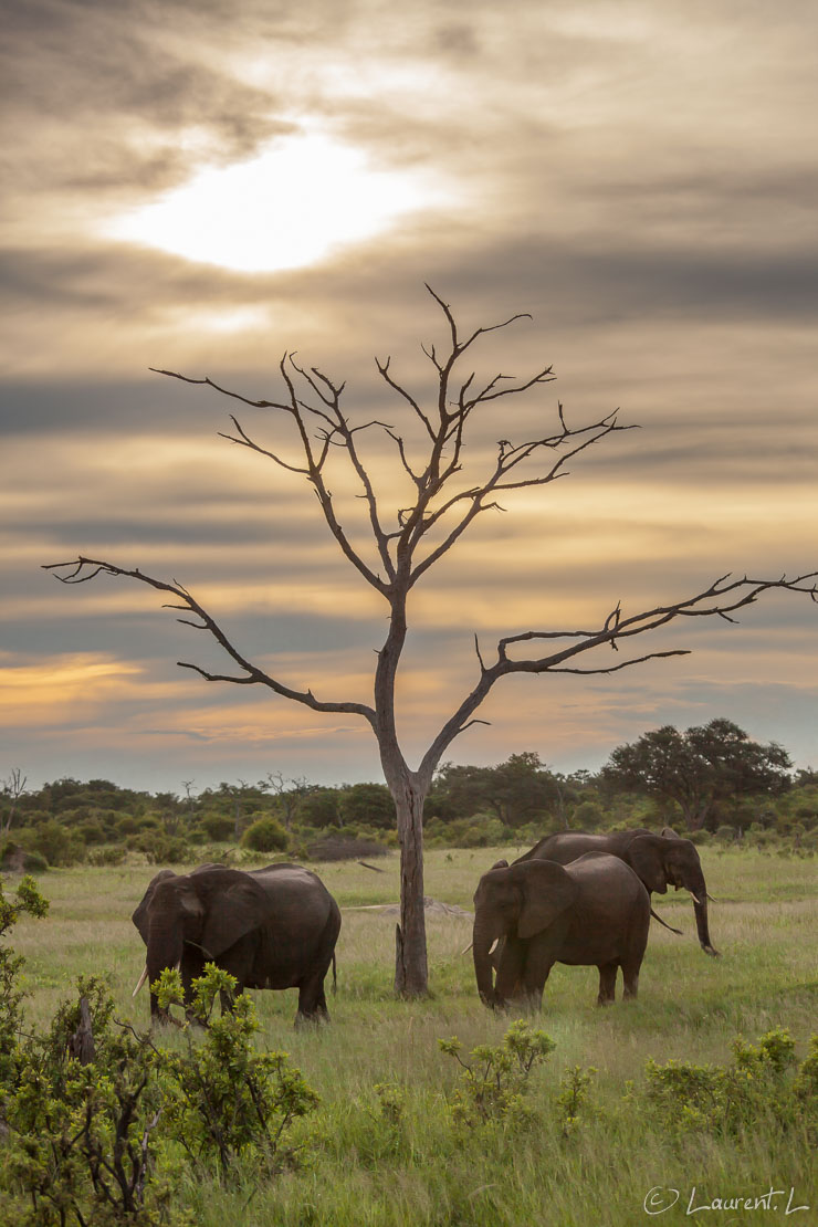 Les éléphants et l'arbre  (Hwange National Park)  |  1/1600 s à f/5,6 - 200 ISO - 100 mm  |  31/12/2010 - 18:01  |  18°41'26" S 26°57'27" E  |  1057 m