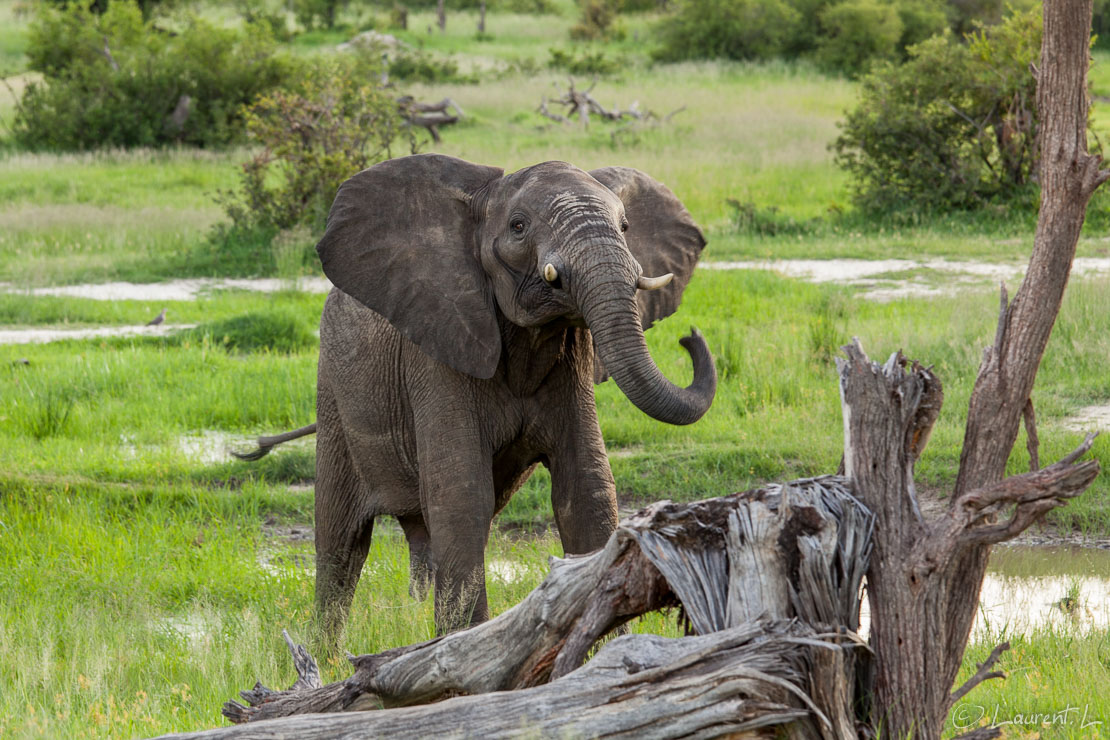 Parade d'attaque  (Hwange National Park)  |  1/60 s à f/5,6 - 200 ISO - 144 mm  |  31/12/2010 - 18:03  |  18°41'26" S 26°57'27" E  |  1057 m