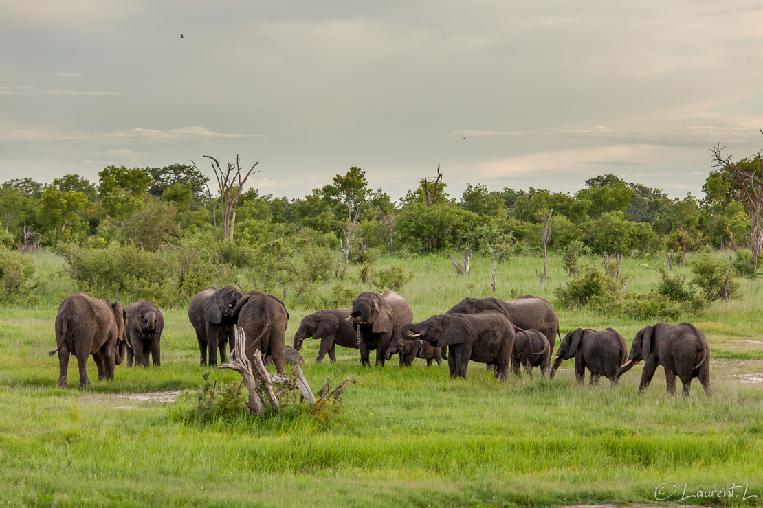 Les éléphants s'abreuvent (Hwange National Park)  |  1/320 s à f/5,6 - 200 ISO - 127 mm  |  31/12/2010 - 18:10  |  18°41'26" S 26°57'27" E  |  1057 m