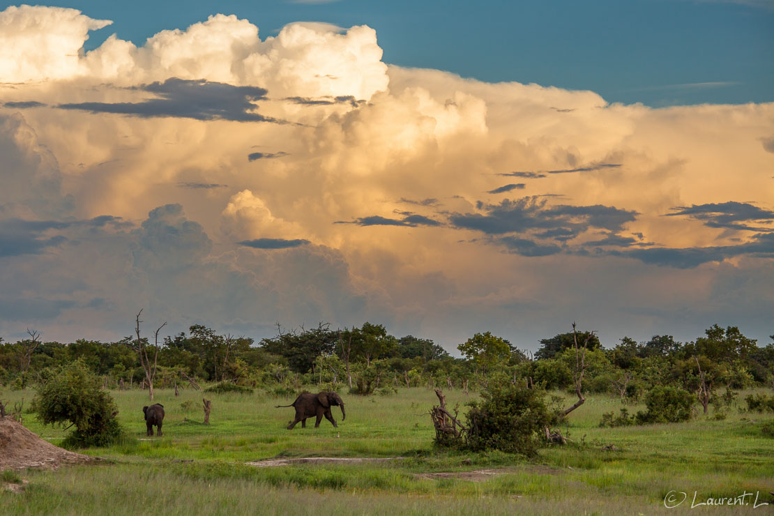 Elephant solitaire (Hwange National Park)  |  1/400 s à f/8,0 - 200 ISO - 135 mm  |  31/12/2010 - 18:17  |  18°41'26" S 26°57'27" E  |  1057 m