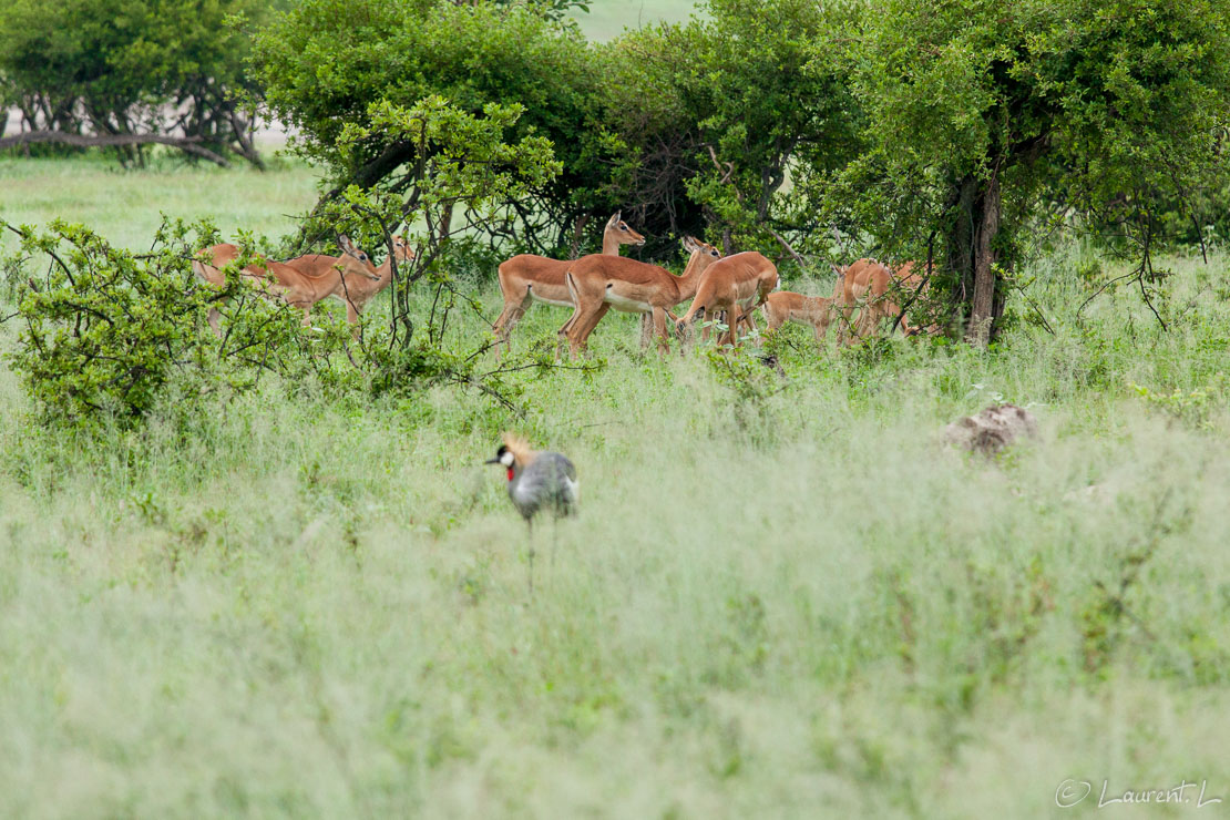 Les impalas et la grue cendrée (Hwange National Park)  |  1/200 s à f/4,5 - 800 ISO - 200 mm  |  02/01/2011 - 06:10  |  18°39'32" S 26°59'4" E  |  1057 m