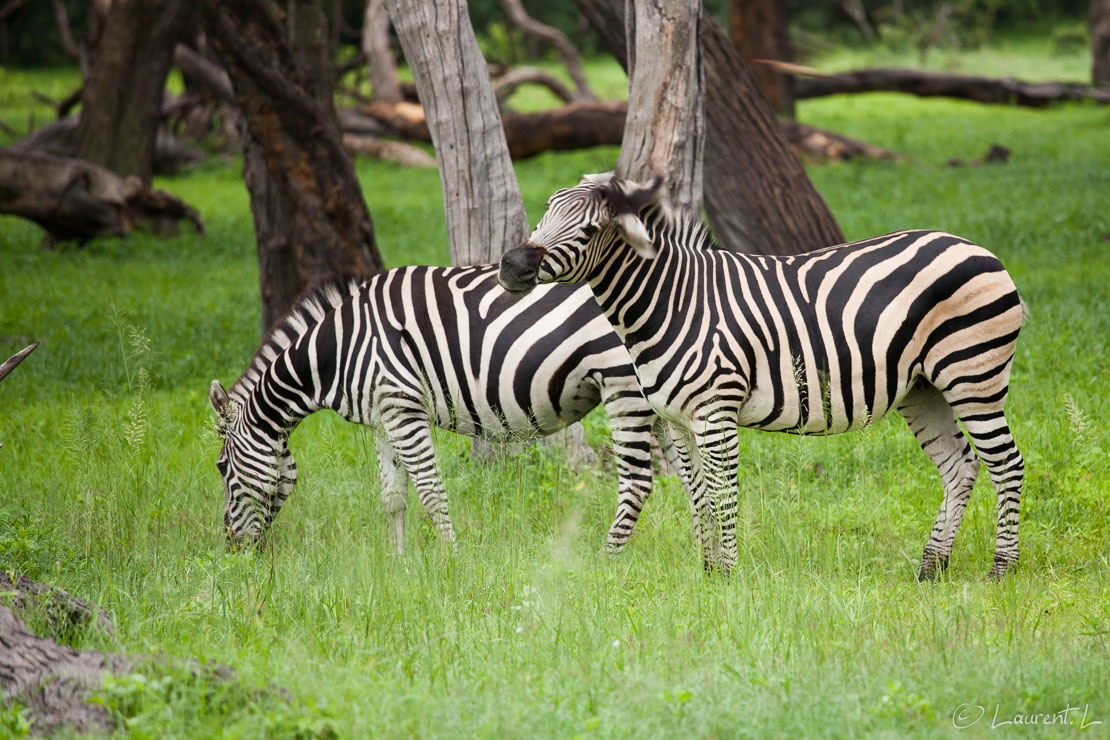 Drôles de zèbres (Hwange National Park)  |  1/100 s à f/4,0 - 400 ISO - 200 mm  |  02/01/2011 - 06:13  |  18°39'32" S 26°59'4" E  |  1057 m