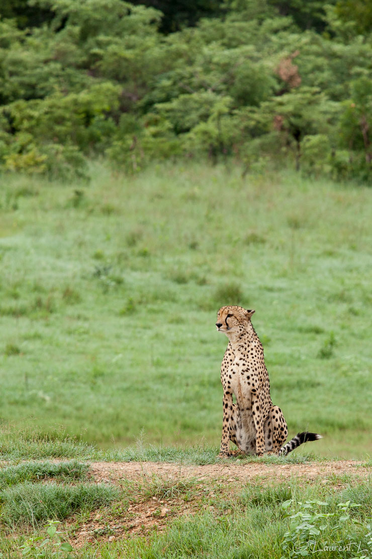 Le sprinteur (guépard) (Hwange National Park)  |  1/200 s à f/5,6 - 200 ISO - 200 mm  |  02/01/2011 - 07:02  |  18°38'38" S 27°3'11" E  |  1057 m