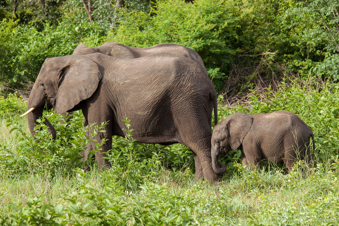 La petite famille (Hwange National Park)  |  1/250 s à f/5,6 - 200 ISO - 138 mm  |  02/01/2011 - 07:42  |  18°39'56" S 26°56'44" E  |  1057 m