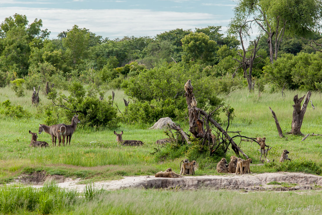 La ménagerie (Hwange National Park)  |  1/200 s à f/7,1 - 100 ISO - 200 mm  |  02/01/2011 - 08:12  |  18°41'25" S 26°57'33" E  |  1057 m