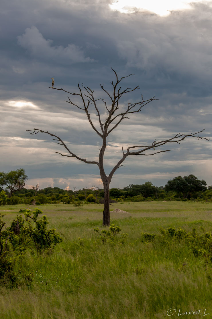 L'arbre et l'oiseau (Hwange National Park)  |  1/1600 s à f/6,3 - 800 ISO - 85 mm  |  02/01/2011 - 17:43  |  18°41'26" S 26°57'26" E  |  1057 m