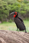 101227_Matobo_National_Park_040.jpg