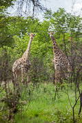 101227_Matobo_National_Park_065.jpg