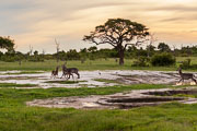 101231_Hwange_National_Park_022.jpg