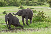 101231_Hwange_National_Park_030.jpg