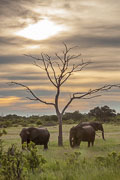 101231_Hwange_National_Park_035.jpg