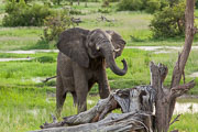 101231_Hwange_National_Park_039.jpg