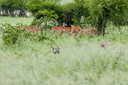 110102_Hwange_National_Park_001.jpg