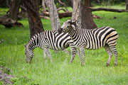 110102_Hwange_National_Park_005.jpg