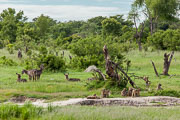 110102_Hwange_National_Park_046.jpg