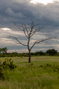 110102_Hwange_National_Park_072.jpg