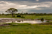 110102_Hwange_National_Park_076.jpg