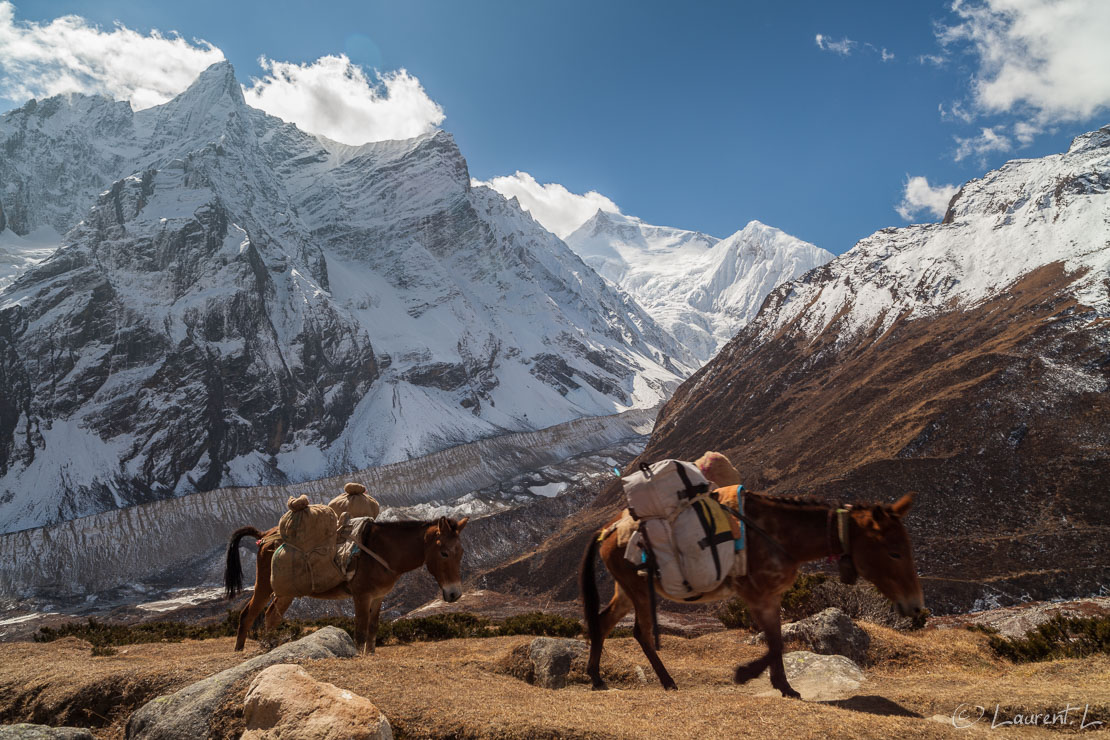 Les valeureuses mules népalaises  |  1/60 s à f/8,0 - 100 ISO - 21 mm  |  01/11/2013 - 10:42  |  28°39'25" N 84°35'44" E  |  4420 m