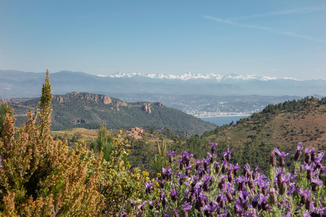 Etape 3 : Théoule-sur-Mer / Sainte Camille ↔ Fréjus / Bellevue (30,5 kms)  |  26/04/2014 - 10:29  |  Cette longue journée redoutée me fait traverser le massif de l'Estérel. Mes pieds en souffrent, mais les paysages me ravissent sous un franc soleil. Je quitte la vue sur la Méditerranée. Je dors à l'auberge de jeunesse de Fréjus totalement vide en cette saison.