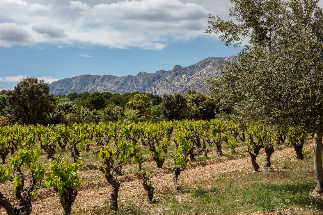 Etape 8 : Saint Maximin / Longuette ↔ Puyloubier (26,4 kms)  |  01/05/2014 - 14:45  |  Au loin, j'aperçois la montagne Sainte Victoire. Je mesure en cette huitième étape tout le chemin parcouru depuis Antibes. Plus je m'approche de ce fascinant promontoire calcaire, plus je le photographie. A son pied, je traverse la fameuse résidence des légionnaires invalides avant d'arriver à Puyloubier. Je suis déjà dans les Bouches-du-Rhône.