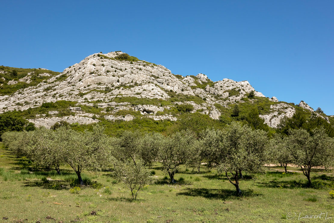 Etape 11 : Salon-de-Provence / Les Viougues ↔ Maussane-les-Alpilles (34,3 kms)  |  04/05/2014 - 14:16  |  J'atteinds le versant sud des Alpilles, petit massif calcaire dominant la plaine de la Crau. Les paysages sont très reposants avec des garrigues parsemées de champs d'oliviers. Le Mistral souffle encore en rafales donnant au ciel une belle clarté. Le matin, je domine toute la plaine de la Crau et aperçois au loin le complexe
industriel de Fos-sur-Mer... J'entends aussi des avions légers qui, vers Salon, s'entrainent sur des acrobaties.