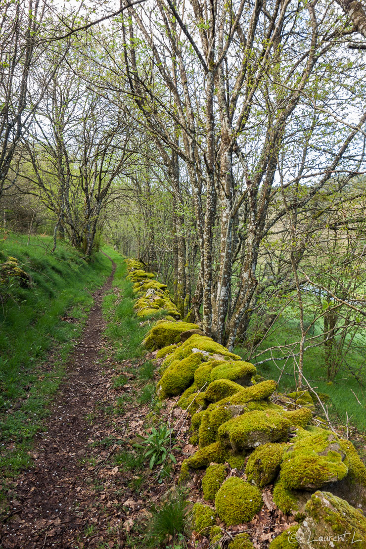 Etape 24 : Murat-sur-Vèbre ↔ La Salvetat-sur-Agout / La Rèsse (22,2 kms)  |  02/05/2015 - 09:13  |  Les paysages sont toujours aussi bucoliques en cette 23ème étape. Moins accidentée, celle-ci impose moins d'engagement physique que les trois précédentes. Ils ne sont pas rares les pèlerins qui renoncent en traversant les montagnes du Haut-Languedoc, fatigués, blessés ou pris par le mauvais temps. On ne peut présager de rien avant de partir, le Chemin enseigne l'humilité même pour les plus aguerris. J'ai la chance d'avoir un temps idéal pour la randonnée en ce jour, avec des températures agréables et un ciel peu nuageux. Pour couronner le tout, je ne ressens aucune fatigue.