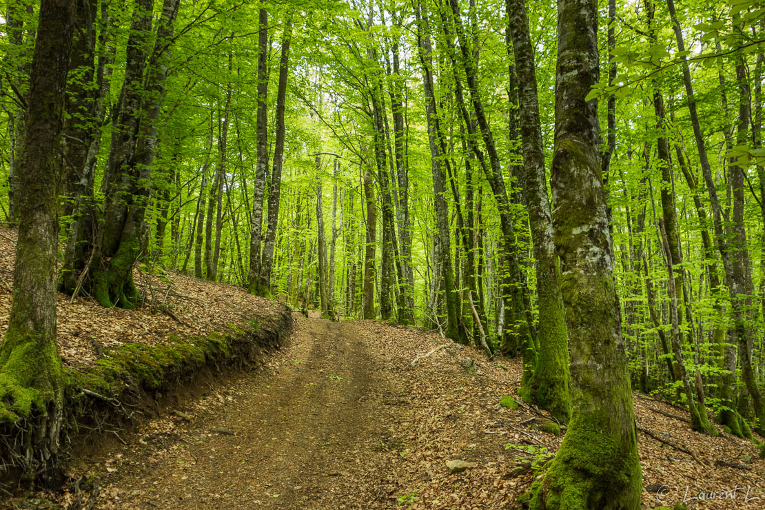 Etape 25 : La Salvetat-sur-Agout / La Rèsse ↔ Le Reclot / Le Bouisset (28,0 kms)  |  03/05/2015 - 09:43  |  Le parcours du jour est assez vallonné, alternant des forêts de feuillus et des prairies d'altitude. C'est encore une très belle étape qui doit me mener au hameau perdu du Reclos, un haut-lieu de la Résistance, repère de maquisards ayant acueilli en août 1944 des parachutistes américains au moment de la Libération (maquisards du Sidobre). Le lieu est un hâvre de paix d'un calme très reposant. Je suis accueilli chaleuresement par mes hospitalières du jour, une mère et sa fille, dans un gîte superbement restauré. J'y retrouve quelques compagnons de route et nous passons une agréable soirée autour d'un excellent repas.