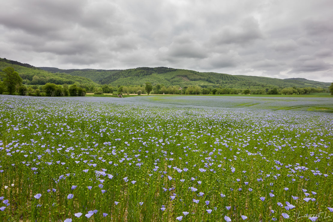 Etape 27 : Castres ↔ Saint Amancet (27,0 kms)  |  05/05/2015 - 14:56  |  Enfin une étape relativement plane, mais 90 % du Chemin aujourd'hui emprunte des routes de campagne bitumées. Sous le soleil, ce traitement me vaut une petite ampoule au talon gauche, la première depuis mon départ de Grabels. Un grand classique : bitume + soleil = ampoule. La campagne tarnaise est très cultivée : champs de blé, de lin (sur la photo), de fourrage pour alimenter les vaches laitières très présentes. Le Chemin longe plus ou moins la Montagne Noire par le nord et me fait arriver à mon gîte, une vieille ferme restaurée dans laquelle je retrouve mon inséparable et sympathique couple de pèlerin.