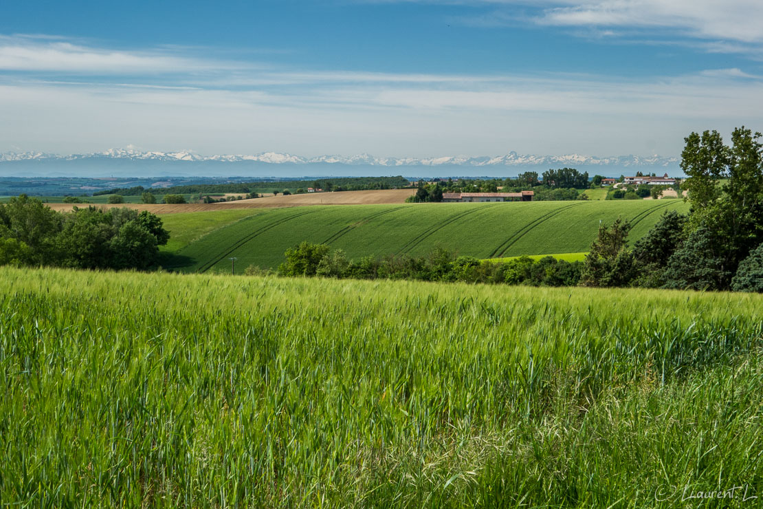 Etape 29 : Les Cassés ↔ Baziège (24,1 kms)  |  07/05/2015 - 11:26  |  Au départ de mon gîte le matin, mon hôte m'indique, ainsi qu'aux autres pèlerins de passage, qu'une alternative au Chemin d'Arles est possible nous faisant gagner pas moins d'une journée de marche : au lieu de poursuivre la Rigole vers le col de Naurouze au sud, je choisis cette variante des collines du Lauragais, plus directe, qui doit m'emmener à Bazièges en une journée au lieu de deux. Le matin, celle-ci m'offre une vue saisissante sur les Pyrénées au loin. Le parcours relativement plat est ponctué de petites côtes à gravir avec quelques villages ici et là.