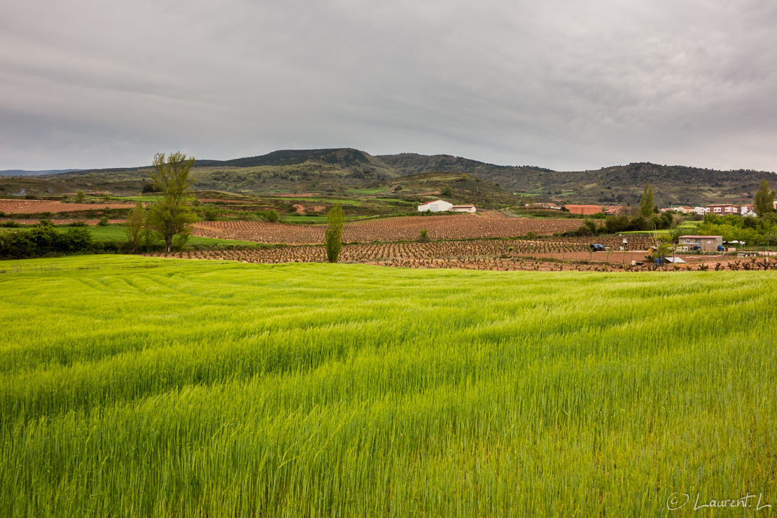 Etape 50 : Viana ↔ Ventosa (29,5 kms)  |  05/05/2016 - 15:31  |  La journée est clémente avec un ciel voilé l'après-midi et des températures idéales. En cette cinquantième étape, je traverse Logroño sur l'Ebre, la capitale de la Rioja en compagnie du pèlerin français et d'un autre , belge. Les paysages sont beaucoup moins variés qu'en Aragon et en Navarre, mais plutôt reposants avec pas mal de vignes et des champs de blé. J'arrive à Ventosa en milieu d'après-midi dans une albergue trois étoiles cosmopolite, avec beaucoup de nationalités différentes.