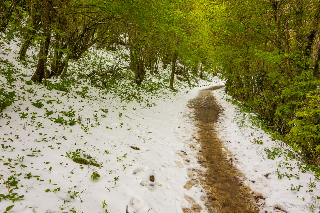 Etape 66 : Vega-de-Valarce ↔ O Biduedo (26,6 kms)  |  01/05/2017 - 11:30  |  Le Chemin réserve bien des surprises : en ce jour du 1er mai, je marche dans la neige. Avec le froid, il a neigé la veille au-dessus de 1000 m d'altitude. Il faut dire que cette étape me fait franchir le célèbre O Cebreiro à plus de 1400 m d'altitude qui marque la ligne de partage entre les régions de Castille et León et de Galice. Je suis heureux de me retrouver là en Galice, cette région dont tant de pèlerins m'ont parlé. Avec la Galice, les paysages changent : les prés verts sont abondants et les reliefs s'arrondissent.