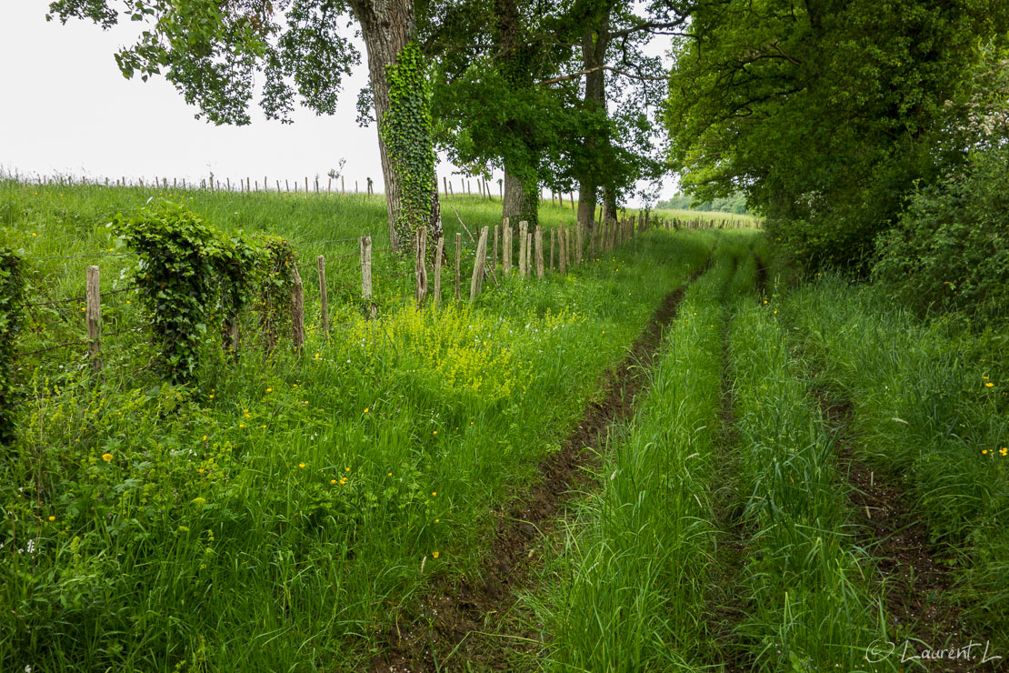 Etape 14 : Saint Priest Bellevue ↔ Le Cheyrol (23,7 kms)  |  12/05/2018 - 11:20  |  45°46'36" N 1°8'18" E  |  265 m  |  Les chemins sont de moins en moins entretenus et surtout de plus en plus boueux par endroit. Il a en effet énormément plu depuis le début de l'année. Pour ne rien arranger, j'ai droit à un temps humide ponctué de quelques averses. Cette humidité couvre la végétation, de sorte qu'en voulant emprunter un raccourci pour arriver à Beynac, je me fais piéger dans des herbes et orties hautes qui m'imbibent totalement.